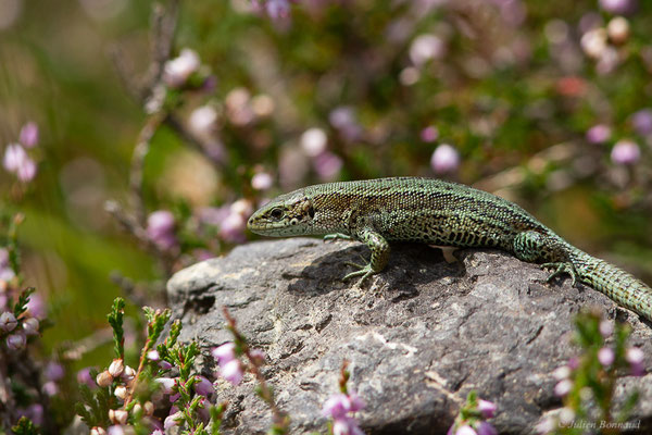 Lézard vivipare de Lantz — Zootoca vivipara louislantzi (Arribas, 2009)
