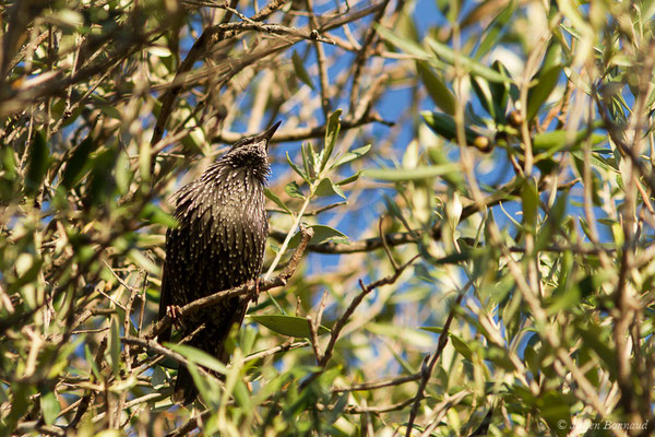 Étourneau sansonnet — Sturnus vulgaris Linnaeus, 1758, (L'Île-Rousse (2B), France, le 13/09/2019)