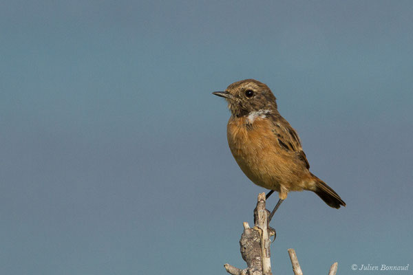 Tarier pâtre — Saxicola rubicola (Linnaeus, 1766), (Ajaccio (2A), France, le 01/09/2019)