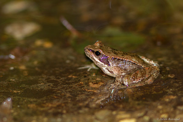 Grenouille Ibérique — Rana iberica Boulenger, 1879, (Réserve Naturelle Intégrale de Muniellos, Cangas del Narcea (Asturies), Espagne, le 06/07/2022)