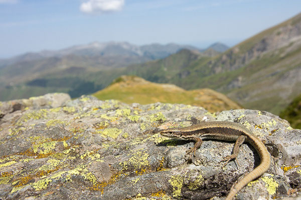 Lézard de Bonnal — Iberalacerta bonnali (Lantz, 1927)
