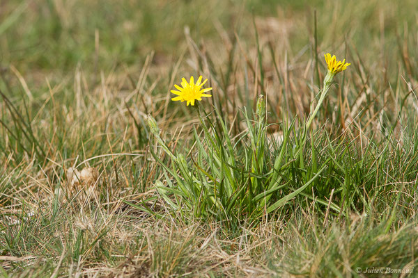 Scorsonère des prés — Scorzonera humilis L., 1753, (Braud-et-Saint-Louis (33), le 06/03/2018)