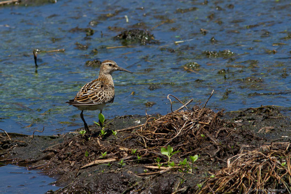 Bécasseau tacheté ou Bécasseau à poitrine cendrée — Calidris melanotos (Vieillot, 1819), (adulte, plumage internuptial), (Marais Leblond, Cayenne, Guyane, le 26/09/2016)