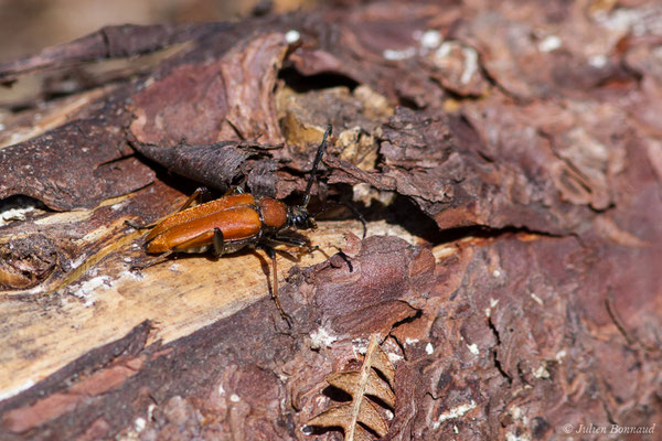 Lepture rouge (Stictoleptura rubra) (Le Pian-Médoc (33), France, le 12/07/2018)