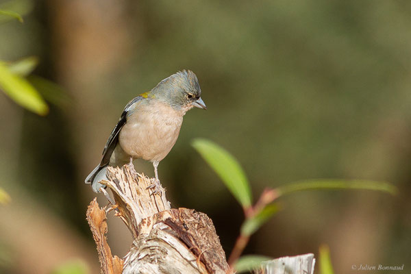 Pinson des arbres — Fringilla coelebs Linnaeus, 1758, (mâle adulte), (Ouzoud (Béni Mellal-Khénifra), Maroc, le 20/02/2023)