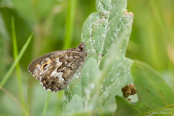 Agreste — Hipparchia semele (Linnaeus, 1758), (Arengosse (40), France, le 25/06/2021)