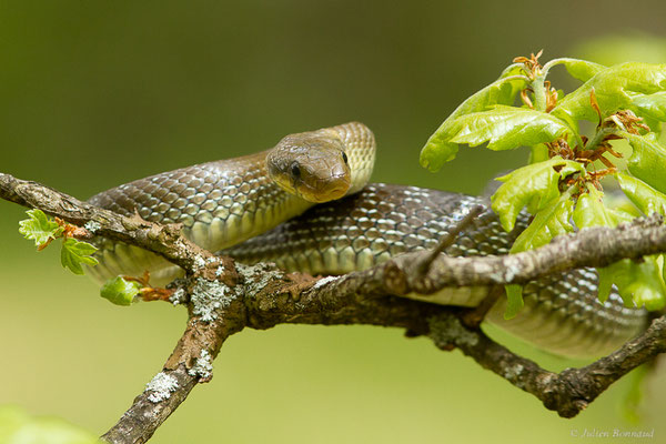 Couleuvre d'Esculape — Zamenis longissimus (Laurenti, 1768)