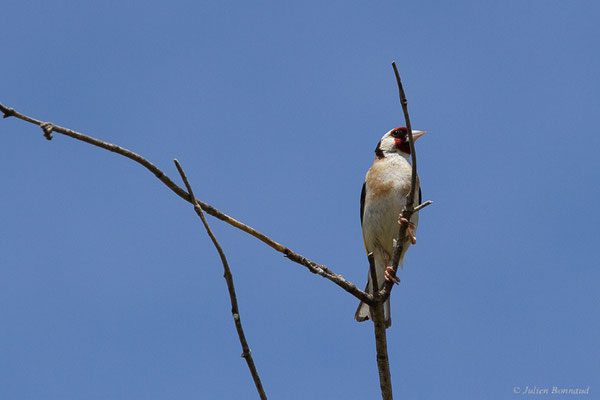 Chardonneret élégant — Carduelis carduelis (Linnaeus, 1758), (Bardenas Real, Arguedas (Aragon), Espagne, le 08/06/2022)