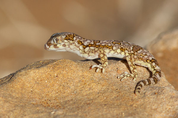 Sténodactyle de Maurétanie — Stenodactylus mauritanicus Guichenot, 1850