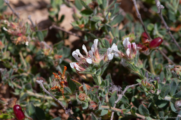 Pied de Coq — Lotus hirsutus L., 1753