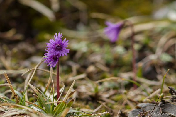 Soldanelle des Alpes – Soldanella alpina L., 1753, (Station de ski de Gourette, Eaux Bonnes (65), France, le 15/06/2020)