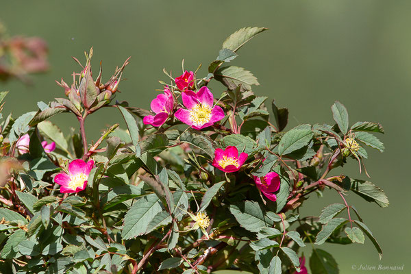 Rosier glauque — Rosa glauca Pourr., 1788, (Col de Puymorens, Porté-Puymorens (66), le 11/07/2023)