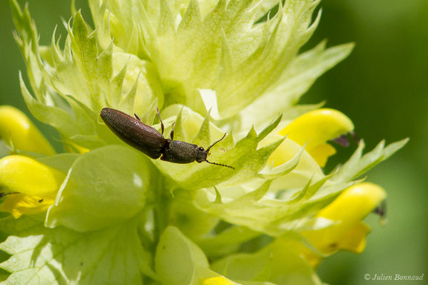 Taupin des jardins (Athous haemorrhoidalis) (Pierrefitte-Nestalas (65), France, le 20/05/2019)