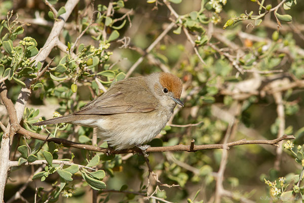 Fauvette à tête noire — Sylvia atricapilla (Linnaeus, 1758), (Parc national de Souss-Massa, Sidi Binzarne, Maroc, le 02/02/2023)