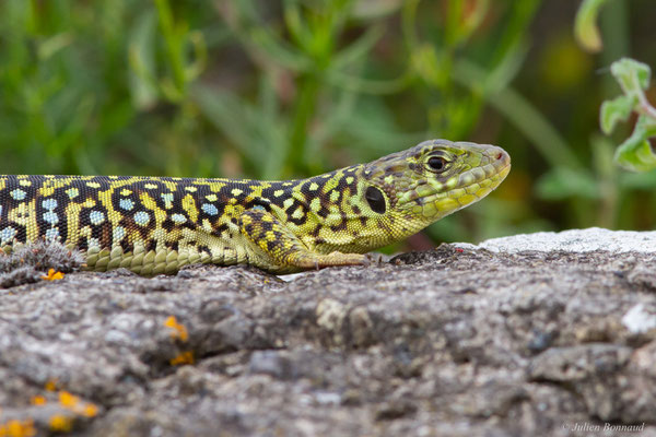 Lézard ocellé — Timon lepidus (Daudin, 1802), (femelle adulte), (Tarnos (64), France), le 05/06/2025)