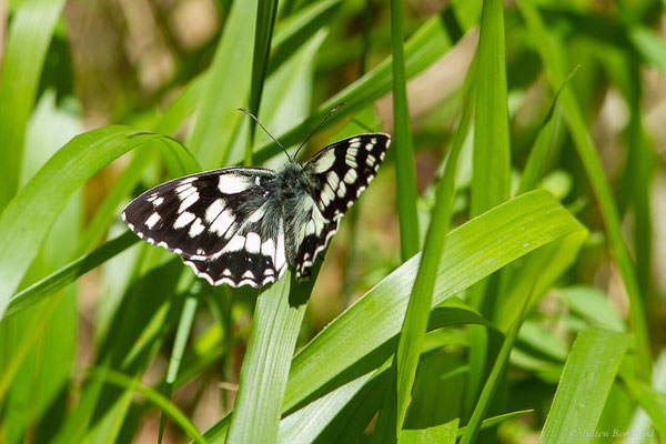Demi-deuil — Melanargia galathea (Linnaeus, 1758), (Fort du Portalet, Etsaut (64), France, le 28/06/2022)