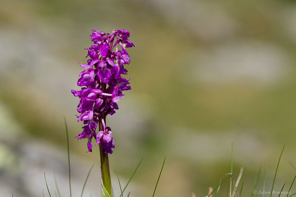 Orchis mâle — Orchis mascula (L.) L., 1755