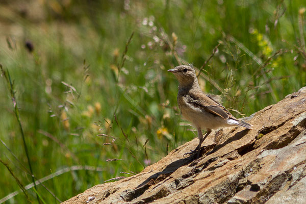 Traquet motteux — Oenanthe oenanthe (Linnaeus, 1758), (juvénile) (Col du Pourtalet, Laruns (64), France, le 06/07/2019)