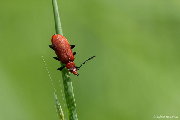 Cardinal à tête rouge — Pyrochroa serraticornis (Scopoli, 1763), (Monein (64), France, le 30/04/2020)