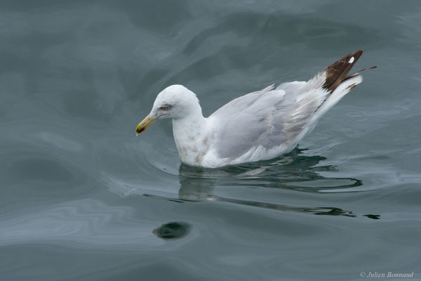 Goéland brun — Larus fuscus Linnaeus, 1758, (Baie de Quiberon, Locmariaquer (56), France, le 09/07/2021)