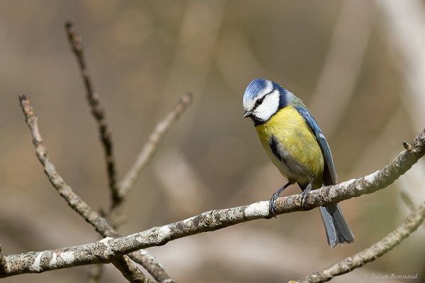 Mésange bleue — Cyanistes caeruleus (Linnaeus, 1758), (adulte) (Etsaut (64), France, le 11/04/2022)