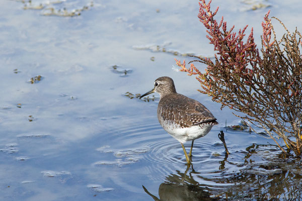 Chevalier sylvain — Tringa glareola Linnaeus, 1758, (Réserve ornithologique du Teich (33), France, le 18/10/2022)