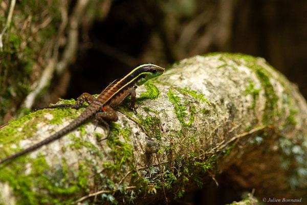 Kentropyx à éperons — Kentropyx calcarata Spix, 1825, (route de Kaw, Guyane, le 11/12/2016) 