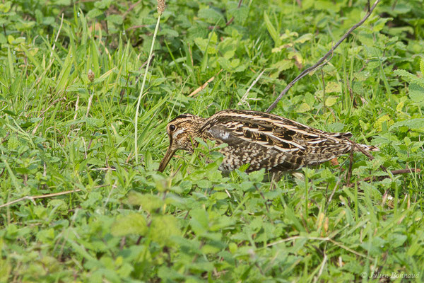 Bécassine des marais — Gallinago gallinago (Linnaeus, 1758), (Saligue aux oiseaux, Biron (64) France, le 27/10/2019)