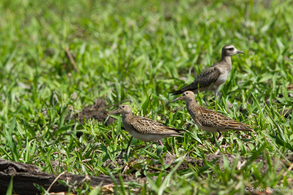 Bécasseau tacheté ou Bécasseau à poitrine cendrée — Calidris melanotos (Vieillot, 1819), (la Césarée, Guyane, le 29/09/2017)