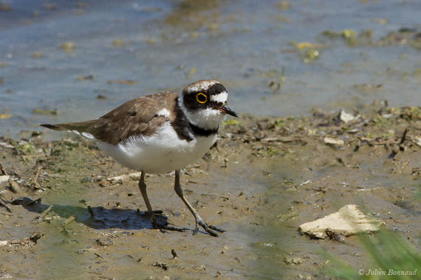 Petit Gravelot — Charadrius dubius Scopoli, 1786, (réserve ornithologique du Teich (33), France, le 23/05/2021)