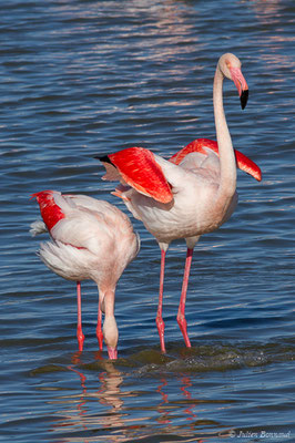 Flamant rose – Phoenicopterus roseus Pallas, 1811, (Parc ornithologique de Pont de Gau (13), France, le 20/02/2020)