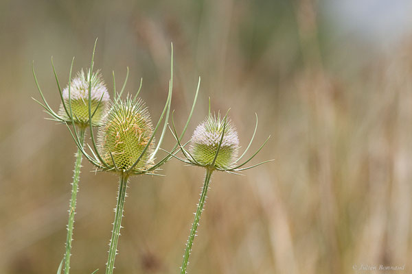 Cardère sauvage — Dipsacus fullonum L., 1753, (Castelló d'Empúries (Catalogne), Espagne, le 12/07/2023)