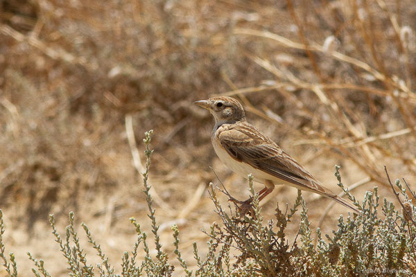 Alouette calandrelle — Calandrella brachydactyla (Leisler, 1814), (Bardenas Real, Arguedas (Aragon), Espagne, le 02/07/2022)