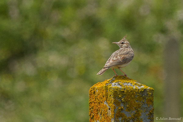 Cochevis huppé — Galerida cristata (Linnaeus, 1758), (Boucau (64), France, le 23/06/2019)