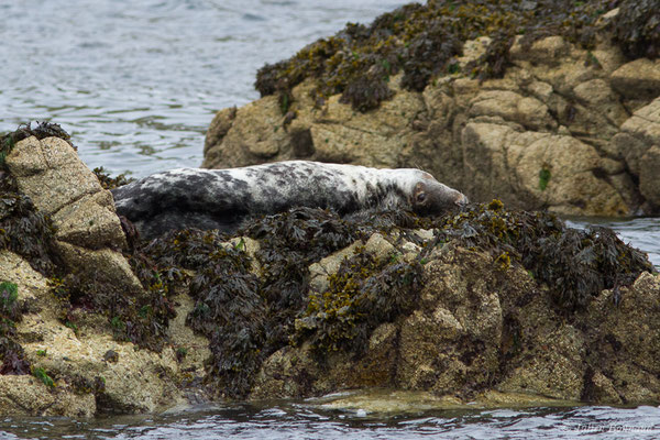 Phoque gris – Halichoerus grypus (Fabricius, 1791), (Réserve naturelle nationale des Sept-Îles, Perros-Guirec (22), France, le 05/07/2021)