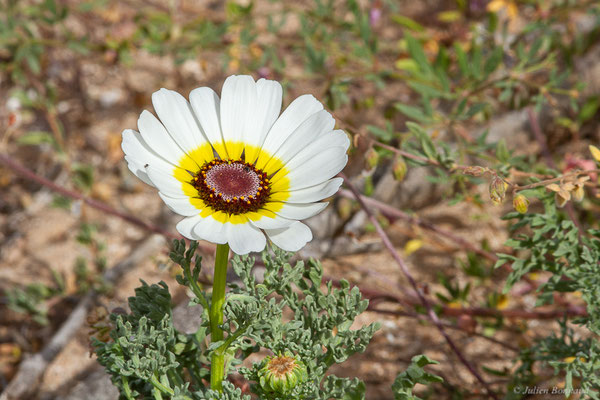 Ismélie carénée — Ismelia carinata (Schousb.) Sch.Bip., 1844