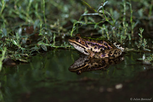 Grenouille de Berger — Pelophylax lessonae bergeri (Günther in Engelmann, Fritzsche, Günther & Obst, 1986)