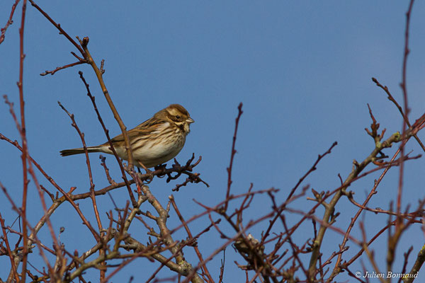 Bruant des roseaux — Emberiza schoeniclus (Linnaeus, 1758), (Baie de Saint-Brieuc, Hillion (22), France, le 22/02/2018)