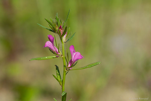 Muflier des champs — Misopates orontium (L.) Raf., 1840, (Lons (64), France, le 09/05/2022)