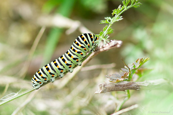 Machaon — Papilio machaon Linnaeus, 1758, (Saint-Jean-de-Luz (64), France, le 17/10/2023)