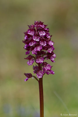 Orchis pourpre — Orchis purpurea Huds., 1762, (Aulon (31), France, le 03/05/2019)