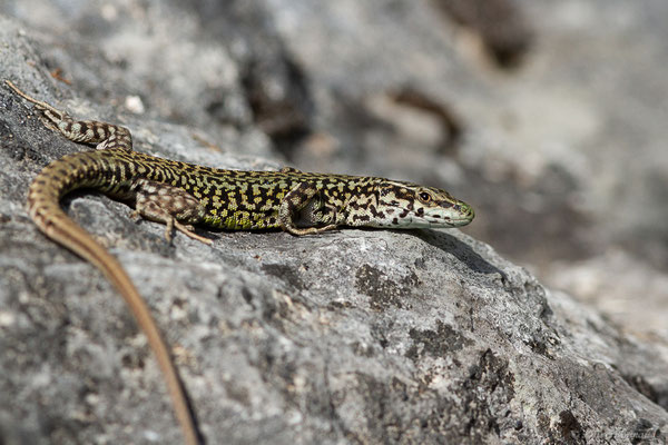 Lézard catalan — Podarcis liolepis (Boulenger, 1905), (Etsaut (64), France, le 07/05/2022)