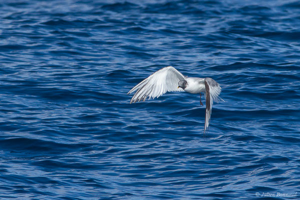 Mouette de Sabine — Xema sabini (Sabine, 1819), (Saint-Jean-de-Luz (64), France, le 05/10/2019)