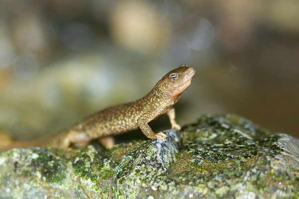 Calotriton des Pyrénées — Calotriton asper (Al. Dugès, 1852)