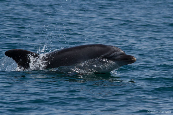 Grand dauphin (Tursiops truncatus) (Sagres (Vila do Bispo), Algarve (Portugal), le 31/08/2018)