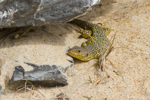 Lézard ocellé — Timon lepidus (Daudin, 1802), (femelle adulte) (Tarnos (64), France, le 13/03/2020)