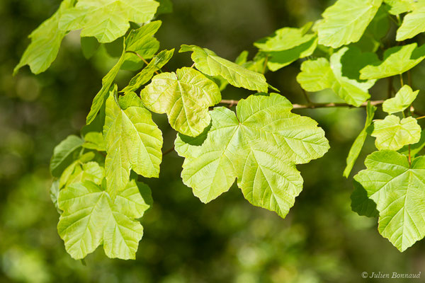 Érable à feuilles d'obier — Acer opalus Mill., 1768, (Etsaut (64), France, le 06/05/2019)