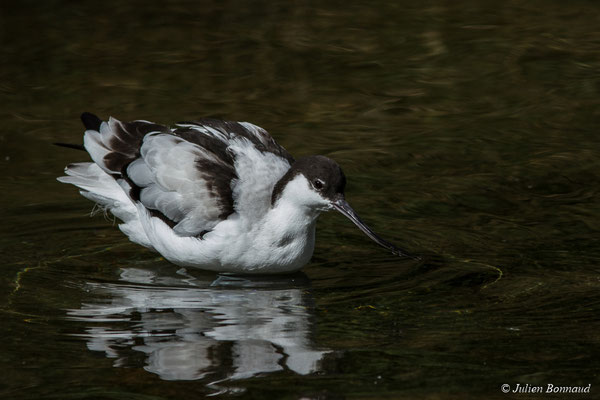 Avocette élégante — Recurvirostra avosetta Linnaeus, 1758, (adulte) (parc animalier des Pyrénées, le 03/10/2017)
