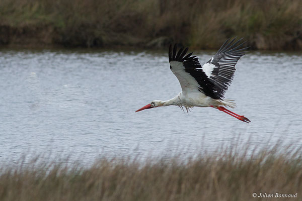 Cigogne blanche — Ciconia ciconia (Linnaeus, 1758), (adulte) (réserve ornithologique du Teich (33), France, le 23/01/2018)