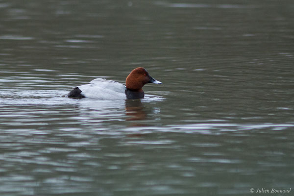 Fuligule milouin – Aythya ferina (Linnaeus, 1758), (mâle en plumage nuptial) (Saligue d'Artix (64), France, le 29/12/2018)